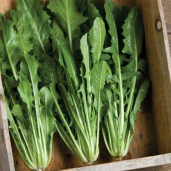 Catalogna Special -Garden Seed Shop 00375 01 catalognaspecial