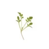Cress, Cressida 1 Cress, Cressida -Garden Seed Shop 00382mg 01 curcressmicro