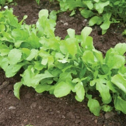 Arugula (Standard) 9 Arugula (Standard) -Garden Seed Shop 00385 02 arugula