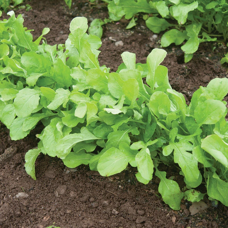 Arugula (Standard) 6 Arugula (Standard) - Image 4