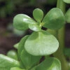 Goldberg Golden Purslane -Garden Seed Shop 00386 01 goldenpurslane