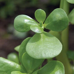 Goldberg Golden Purslane