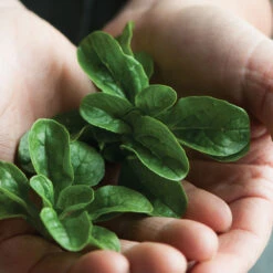 Vit -Garden Seed Shop 00419 03 vit