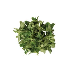 Vit -Garden Seed Shop 00419 04 vit