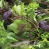 Premium Greens Mix 1 Premium Greens Mix -Garden Seed Shop 00650 01 premiummix