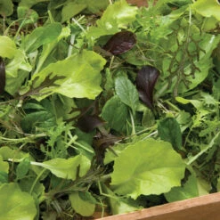 Premium Greens Mix -Garden Seed Shop 00650 01 premiummixhorz