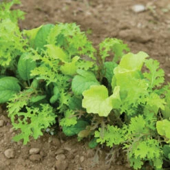 Premium Greens Mix -Garden Seed Shop 00650 02 premiummixfieldhorz