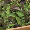 Elegance Greens Mix 1 Elegance Greens Mix -Garden Seed Shop 00653 01 elegancemixharvesthorz