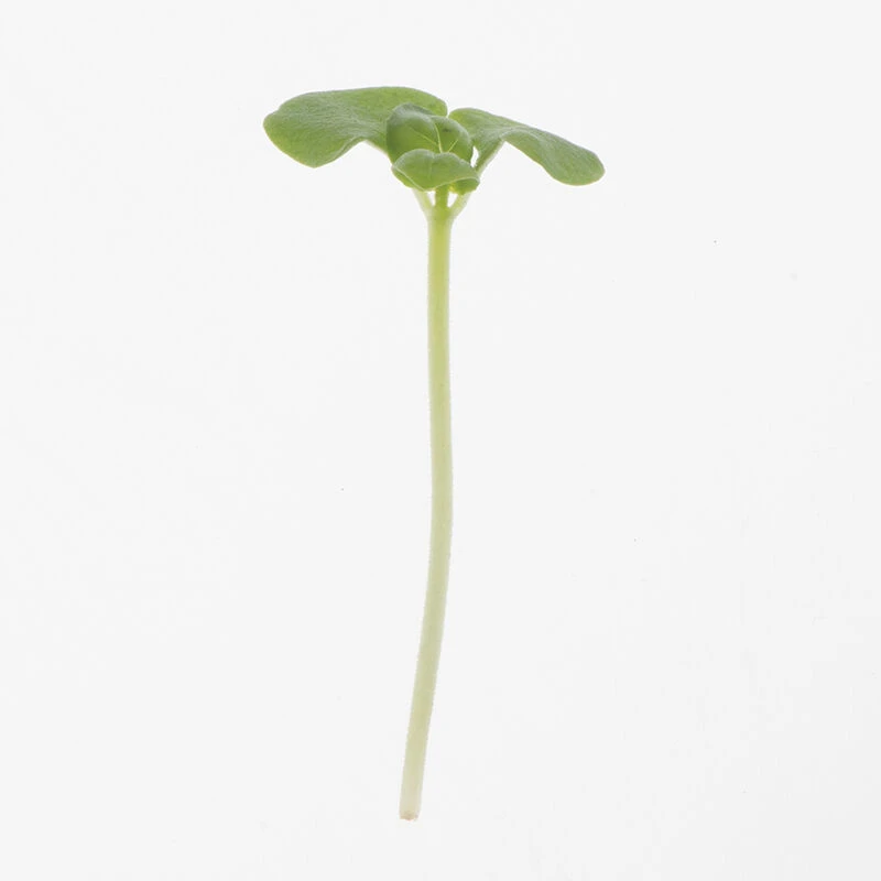 Basil, Lemon 3 Basil, Lemon