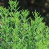Winter Savory -Garden Seed Shop 00828 01 winter savory