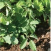 Salad Burnet 2 Salad Burnet -Garden Seed Shop 00839 01 saladburnsalad