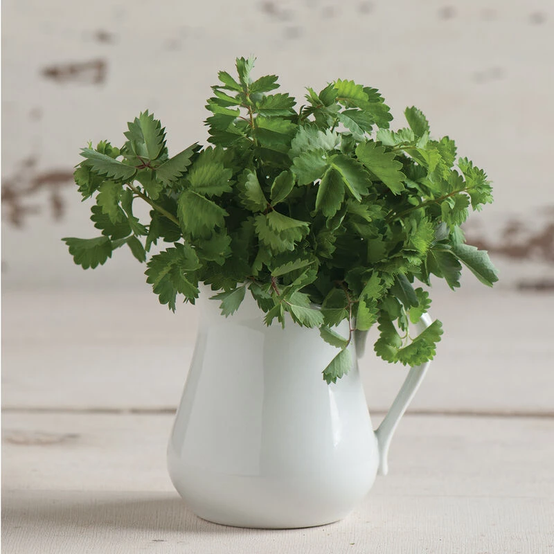 Salad Burnet 4 Salad Burnet - Image 2