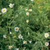 Roman Chamomile 1 Roman Chamomile -Garden Seed Shop 00881 01 romanchamo