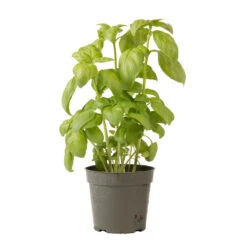 Genovese 13 Genovese -Garden Seed Shop 00911 06 genovese