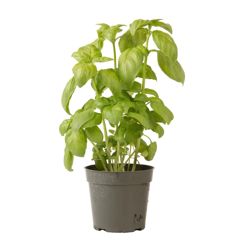 Genovese 8 Genovese - Image 6