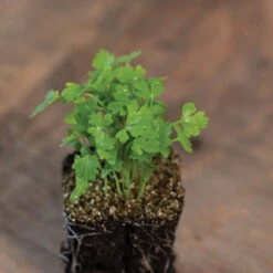 Cutting Celery -Garden Seed Shop 00922m 03 cutcelmicro