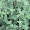 Sweet Marjoram -Garden Seed Shop 00928 01 sweet marjarim