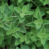 Greek Oregano -Garden Seed Shop 00930 01 greekoregano
