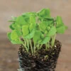 Basil, Italian Large Leaf -Garden Seed Shop 00944m 04 itallrgleafbasilmicro