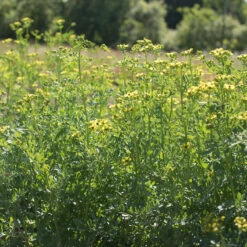 Rue -Garden Seed Shop 00974 03 rue