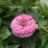 Benary's Giant Bright Pink -Garden Seed Shop 01359 01 brightpink