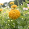 Benary's Giant Golden Yellow -Garden Seed Shop 01364 01 benarys giant golden yellow