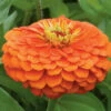 Benary's Giant Orange -Garden Seed Shop 01365 01 orange