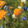Bee Feed Mix -Garden Seed Shop 01397 01 beefeedmixweb