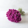 QIS™ Purple 1 QIS™ Purple -Garden Seed Shop 01528 01 qispurple