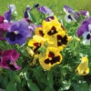 Majestic Giants II Formula Mix 1 Majestic Giants II Formula Mix -Garden Seed Shop 01626 01 majgiaformmix