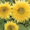 Starburst™ Lemon Aura -Garden Seed Shop 01729 01 starburlemaura