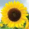 Full Sun Improved -Garden Seed Shop 01743 01 fullsunimp