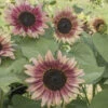 Strawberry Blonde -Garden Seed Shop 01744 01 strawberry blonde