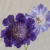 Fama Deep Blue -Garden Seed Shop 01761 01 fama deepblue