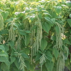 Emerald Tassels 5 Emerald Tassels -Garden Seed Shop 01786 02 emerald tassels