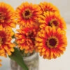 Zowie!™ Yellow Flame -Garden Seed Shop 01805 01 zowie