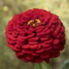 Giant Dahlia Flowered Scarlet -Garden Seed Shop 01876 01 dahlia scarlet