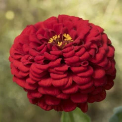 Giant Dahlia Flowered Scarlet