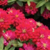 Double Zahara™ Cherry -Garden Seed Shop 01899 01 double zahara cherry zinnia