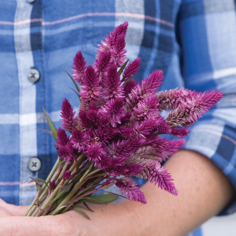 Ruby Parfait 3 Ruby Parfait