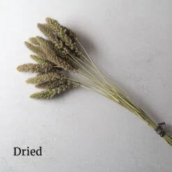 Lowlander -Garden Seed Shop 01942 02 lowlander dried flower