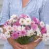 Double Click Bicolor Pink -Garden Seed Shop 01960 02 doubleclickbicolorpink