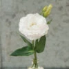Mariachi Pure White -Garden Seed Shop 01962p 01 mariachiwht