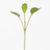 Kale, Toscano -Garden Seed Shop 02123mg 01 toscano kale