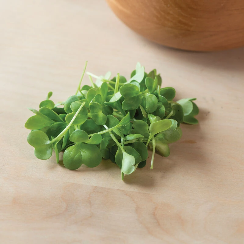 Radish, Daikon 6 Radish, Daikon - Image 4