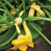 Specialty Summer Squash Set -Garden Seed Shop 02217 01 zephyr