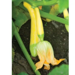 Specialty Summer Squash Set -Garden Seed Shop 02217 02 zephyr
