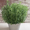 Stevia -Garden Seed Shop 02305g 01 stevia