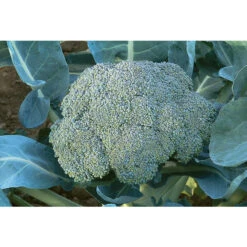 Garden Seed Shop -Garden Seed Shop 02413 01 gypsy cat 1