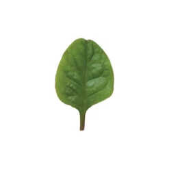 Red Malabar Spinach -Garden Seed Shop 02437 04 redmalabar